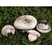 Мицелий Шампиньона бернардовидного / Шампиньон Бернарда (Аgaricus bernardiiformis)